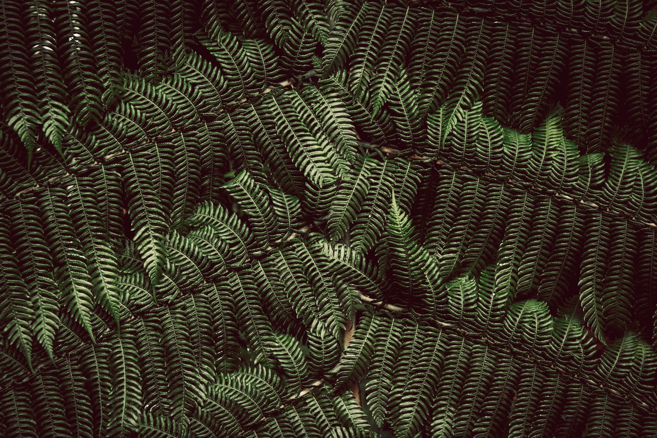 Photo of some leaves